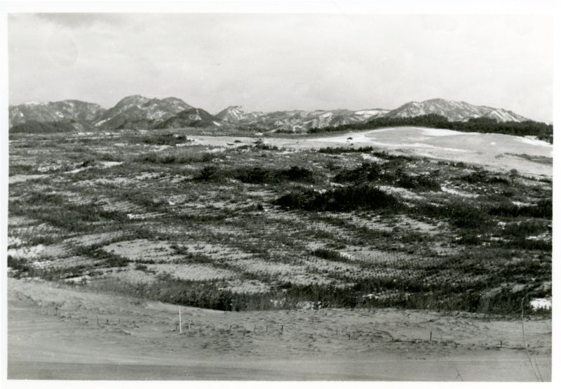 1950年開始、クロマツの植栽