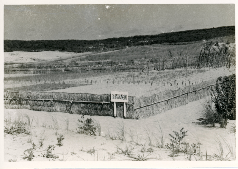 1959年頃　圃場での灌がい試験区