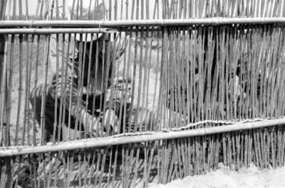 1966年　静砂垣の設置作業