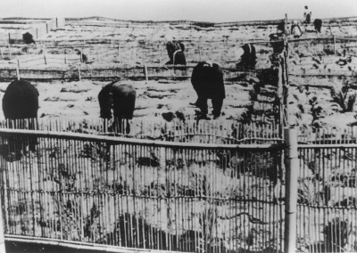 静砂垣内部での植林作業