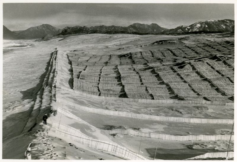 堆砂垣と静砂垣及び松の植栽