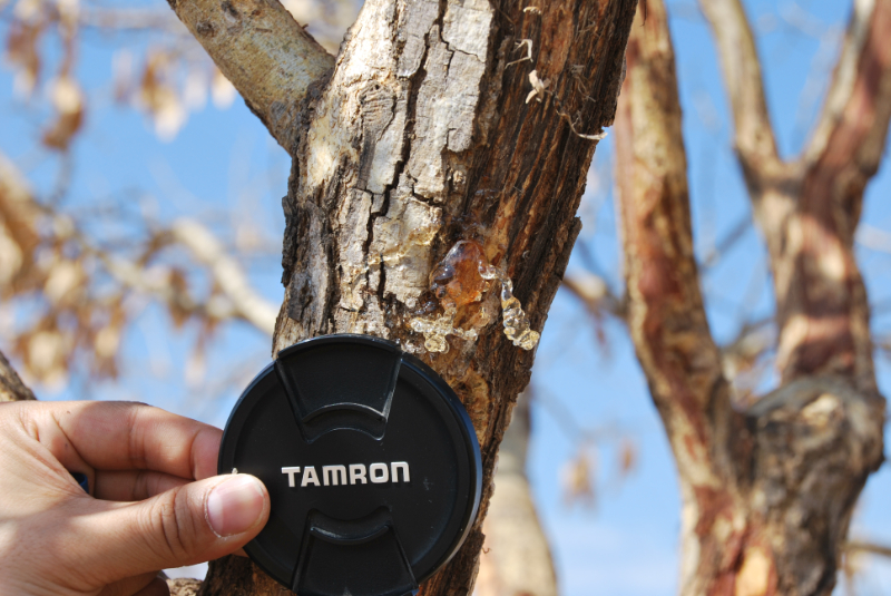 アラビアガム｜写真で辿る100年