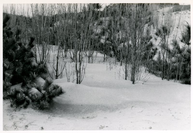 ポプラの太い幹を挿し木する、いわゆる埋幹ポプラの植林による防風林造成