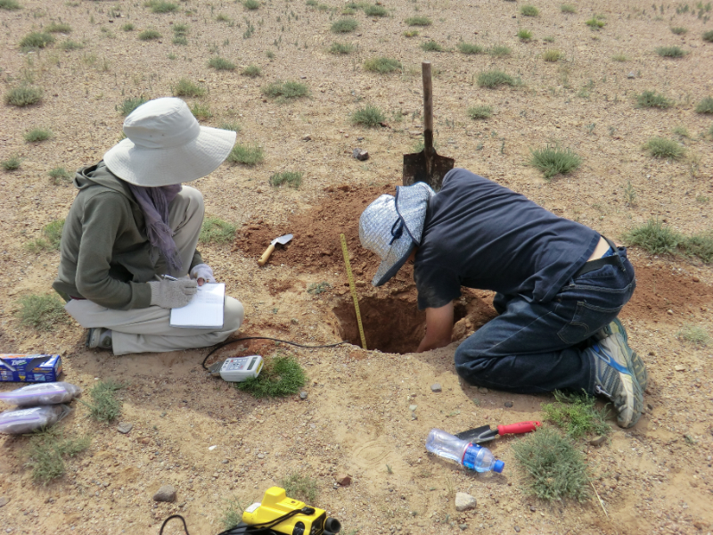 優占植物の根系と土壌の調査