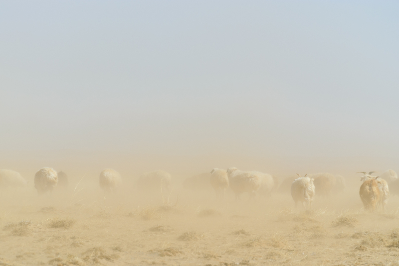 自然現象と影響4：砂塵嵐に遭遇したヤギ・ヒツジ