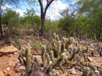 植林サイト周辺に生えるサボテン