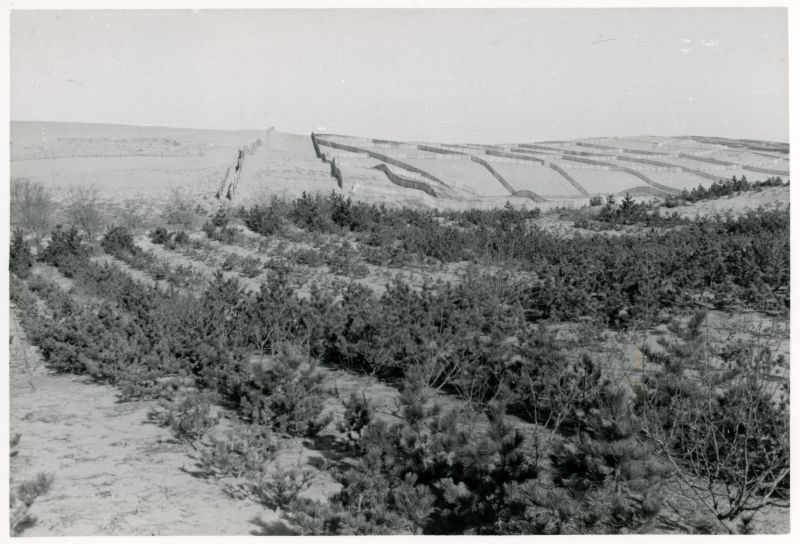 静砂垣と砂防林