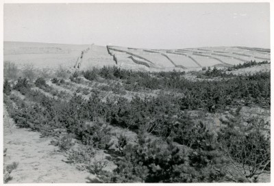 静砂垣と砂防林