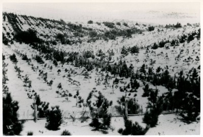 1950年開始、クロマツの植栽
