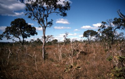 ブラジリア郊外のセラード植生２