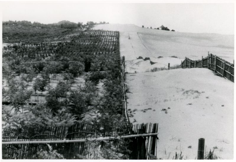 1950年開始、クロマツの植栽
