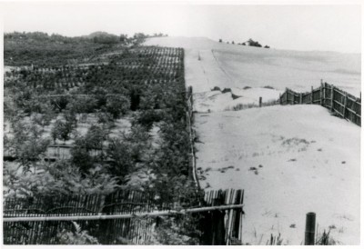 1950年開始、クロマツの植栽