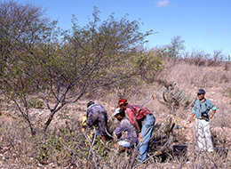 12ブラジル東北地方の砂丘及び半乾燥地の生態系調査