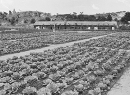 2砂丘利用研究施設での砂丘農業に適した作物研究