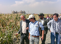 40アフガニスタンでのコムギ研究