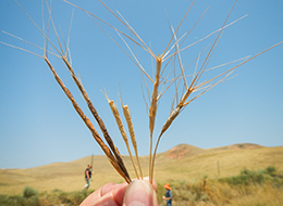 42キルギス野生コムギ探索