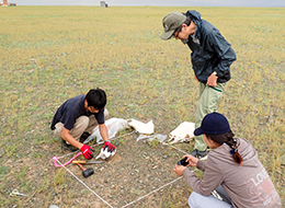 44モンゴル草原生態系の菌根菌調査