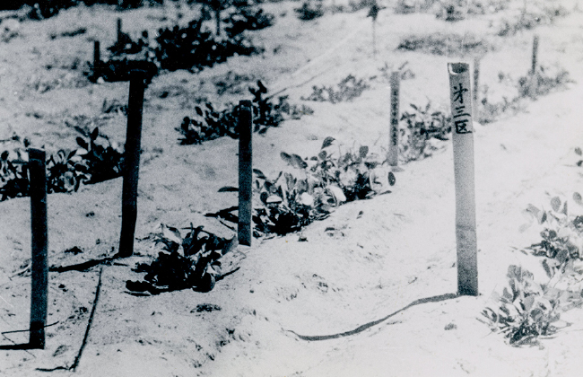 落花生の栽培と品種導入の研究