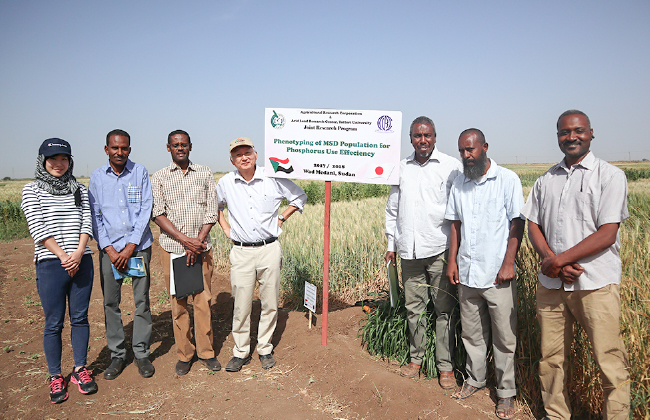 共同研究圃場（スーダンSATREPS）